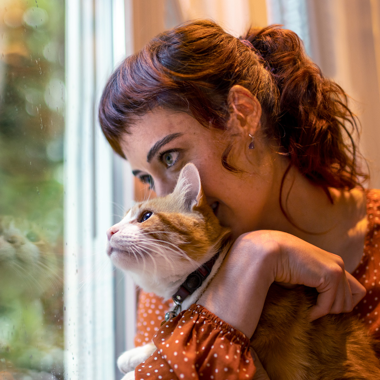 Cat on the couch with pet parent