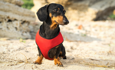 Dachshund dog in red harness