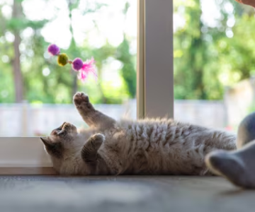 A grey cat lying next to a window looking at a cat toy