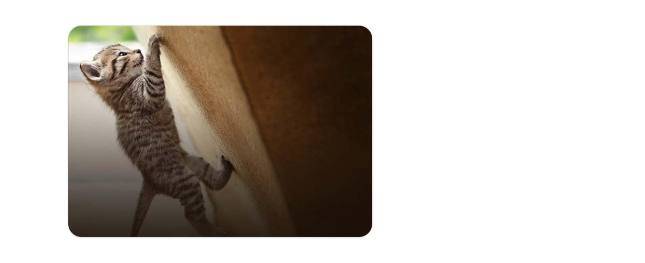 A kitten climbing a cat toy