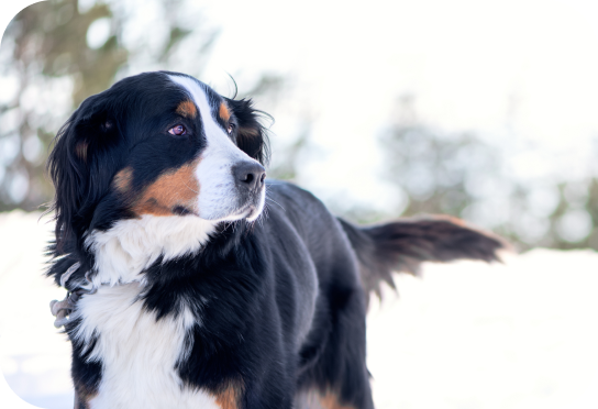 Large Breed Over 25 kg