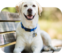 An image of a dog to indicate dog as the type of pet you have.