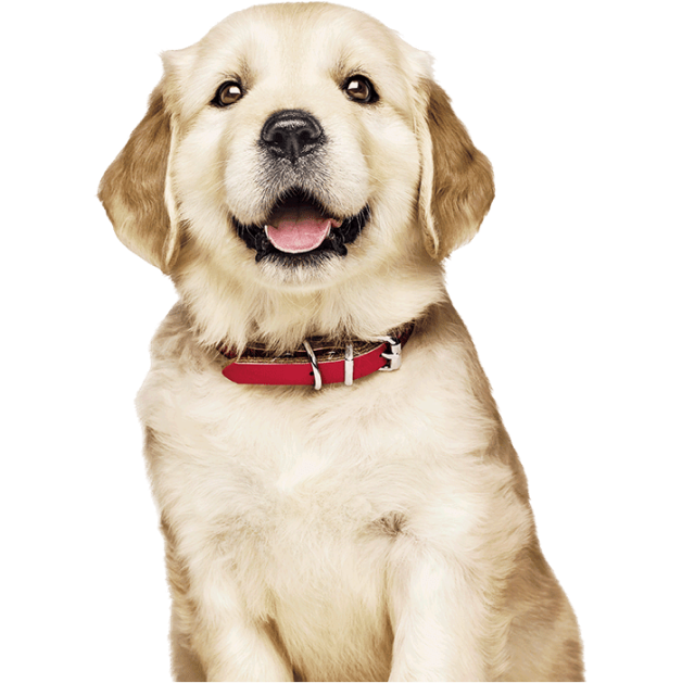 גור גולדן רטריבר