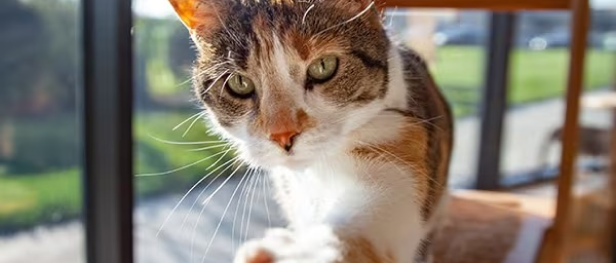 A kitten sitting near a window 