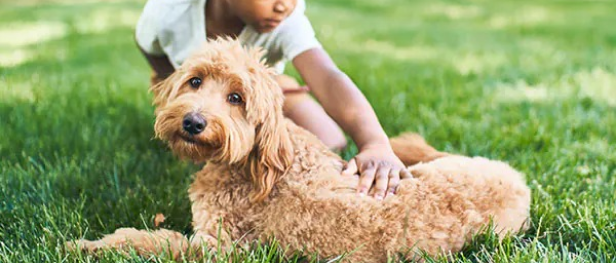 A boy petting a dog